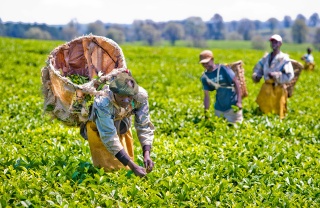 Freiwillige arbeiten auf einem Feld.