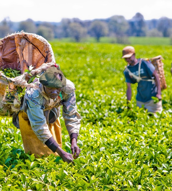 Freiwillige arbeiten auf einem Feld.